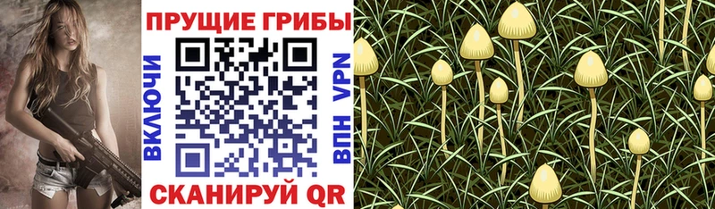 Галлюциногенные грибы GOLDEN TEACHER  Пыталово 